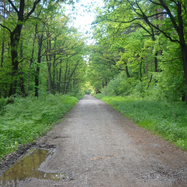 Forest road