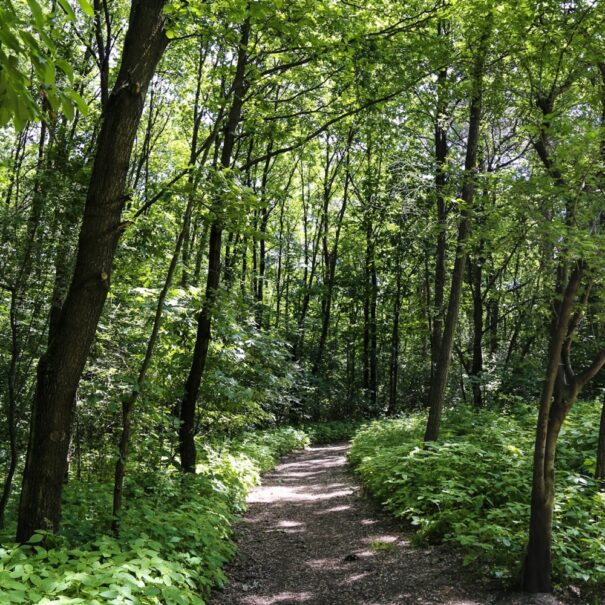 Borkowski Forest, Łagiewniki-Borek Fałęcki