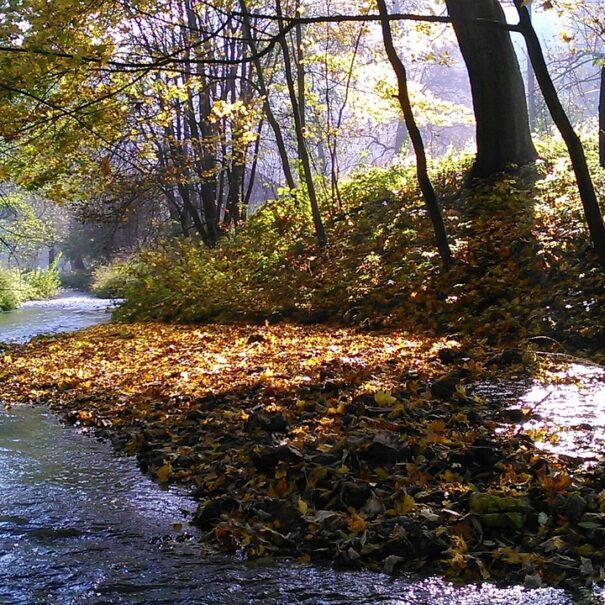 Stream