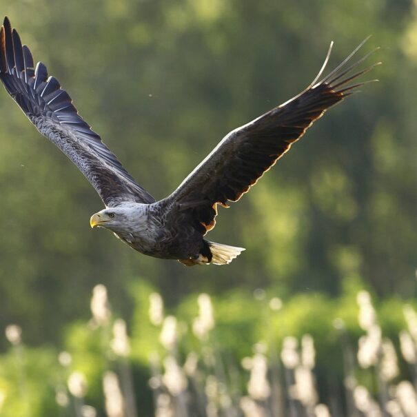White tailed eagle