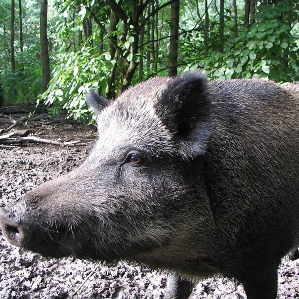 Wild boar