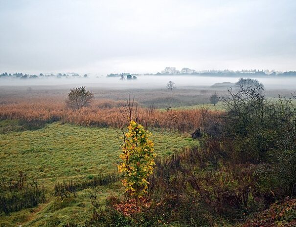 Nowa Huta meadows