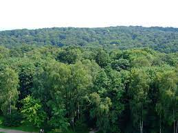 Wolski Forest